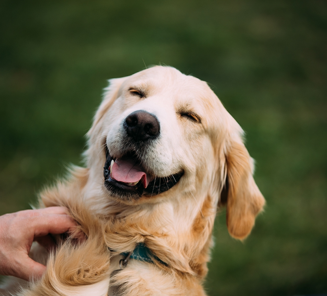 mit Hund spielen